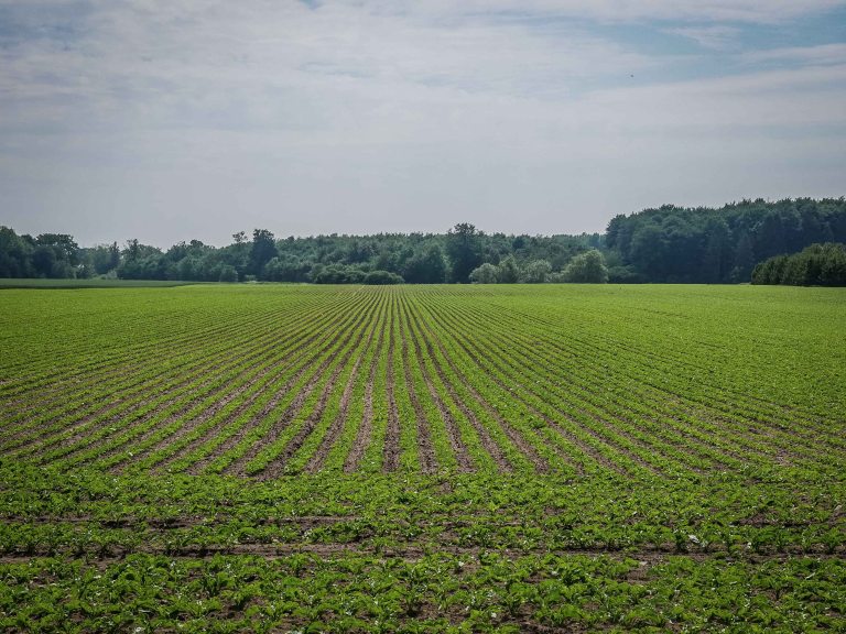 Denmark-fields-countryside