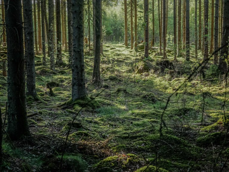 Sweden-forest_trees