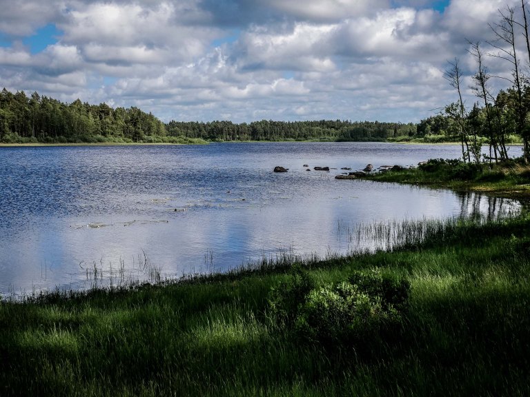 Sweden-lake-forest